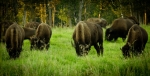Bison - Elk Island National Park 6