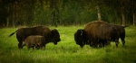 Bison - Elk Island National Park 11