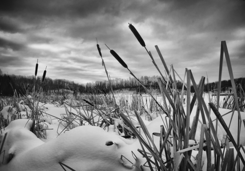 Eastern Lakeshore - Cattails