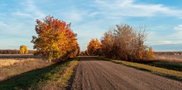 Autumn Colour - Buttery Refraction, Rocky Lane, Alberta